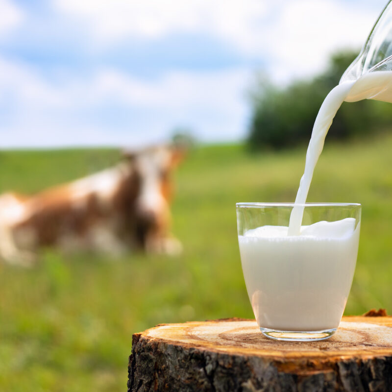dairy intake adult and senior health