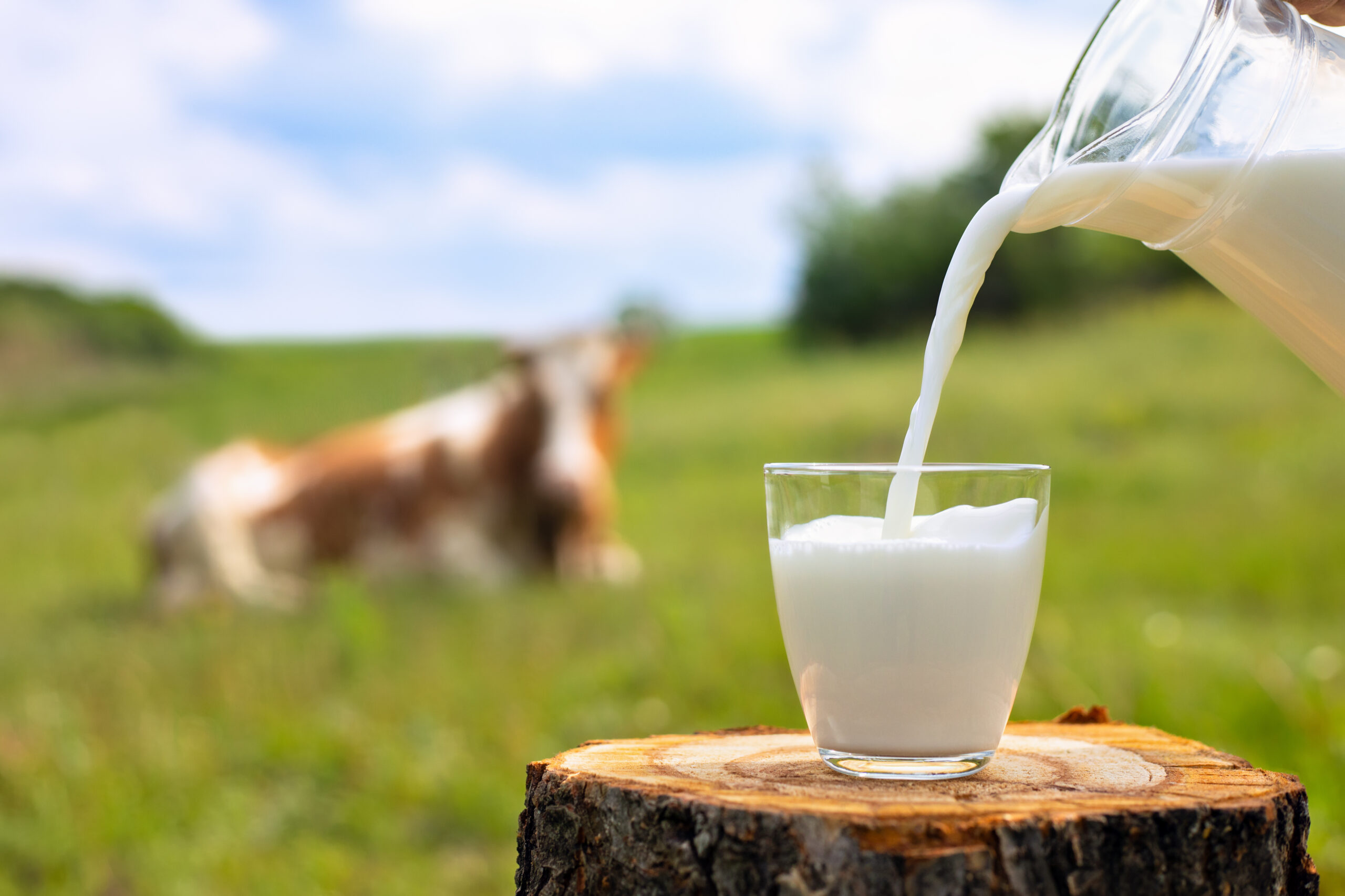 Dairy Sources That Support Adult and Senior Health